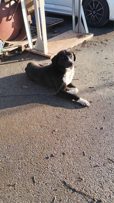 Подарявам куче на година и половина, мъжко.