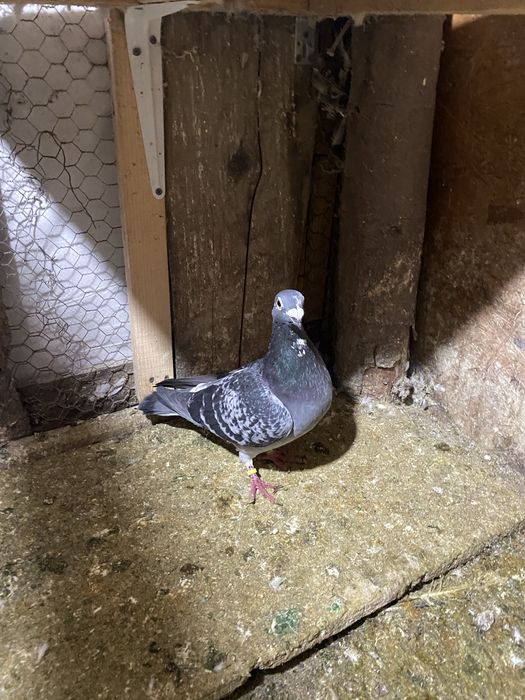 vand porumbei voiajori