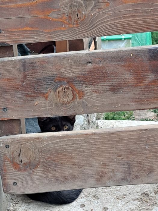 Dau spre adopție pisicuțe