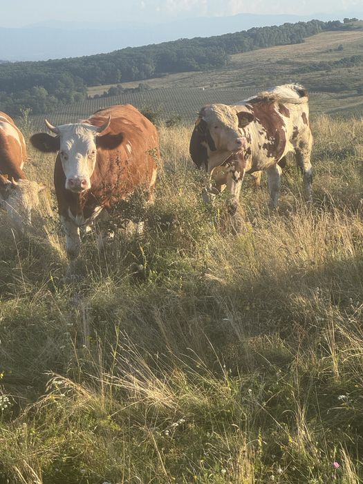 Tauri pentru monta