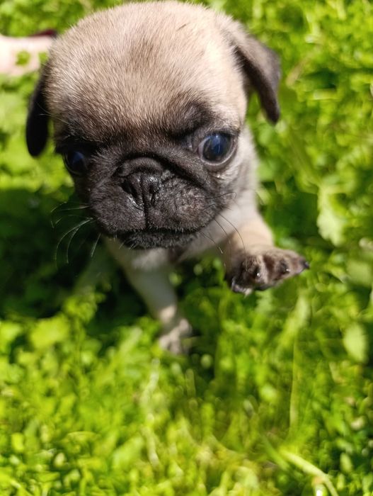 Щенки мопса чистокровные