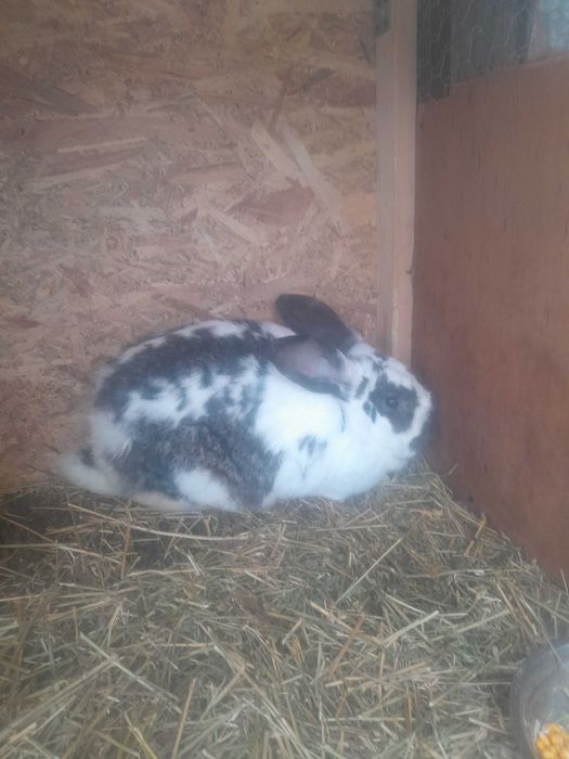 De vanzare o iepuroaica