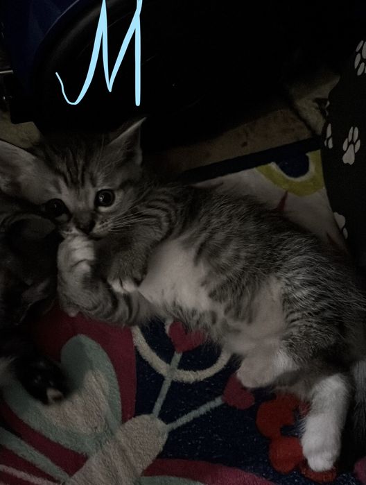 отдаем котят в добрые руки