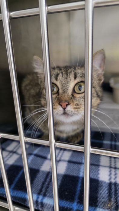 Кошечка Стелла бобтейл