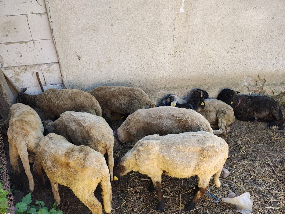 Mieluțe Miei  Carabase