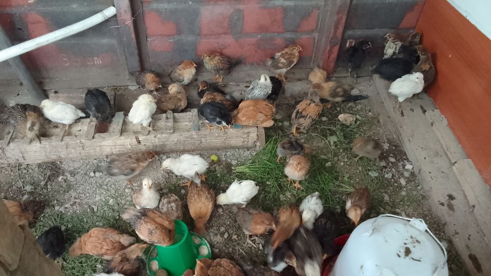 Продам домашнее   цыплята подросшие