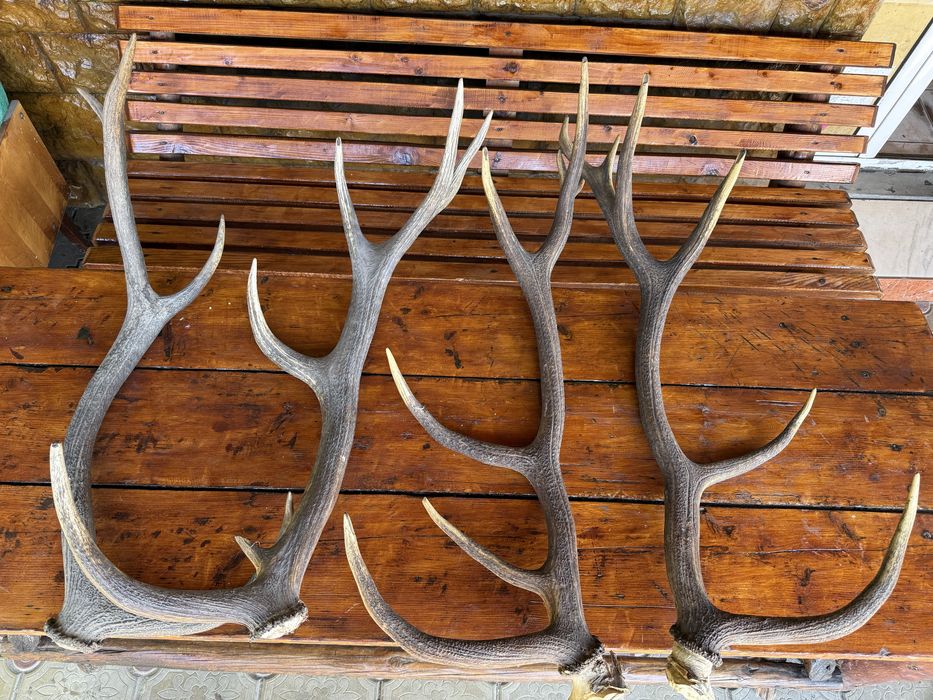 Coarne de cerb ,mai multe perechi