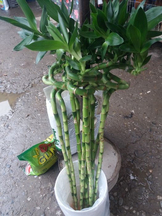 Продается растения бамбук