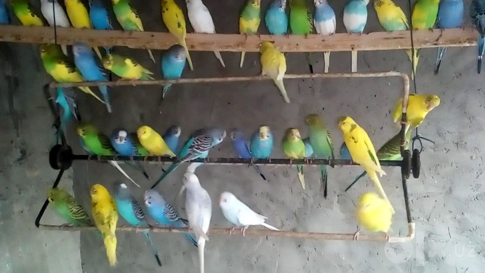 Valnisti qushlari maladoy