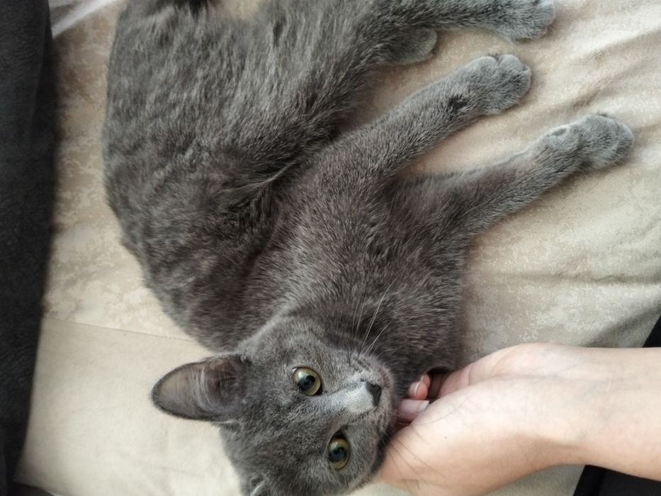 Отдам котенка 4 мес