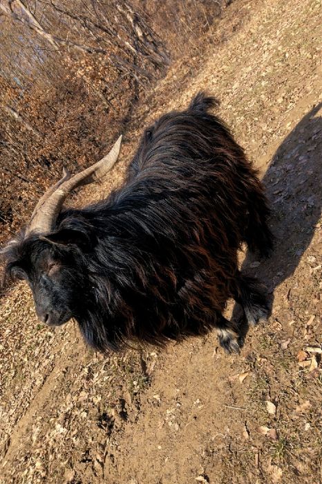 Vatui păros disponibil