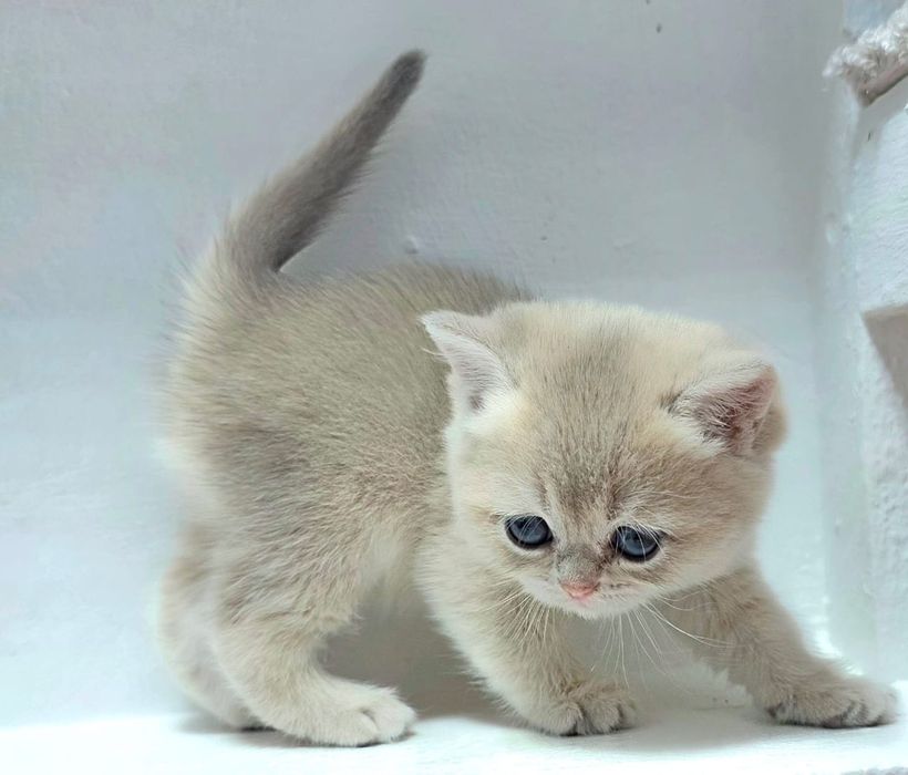 Британская шинШилла котик