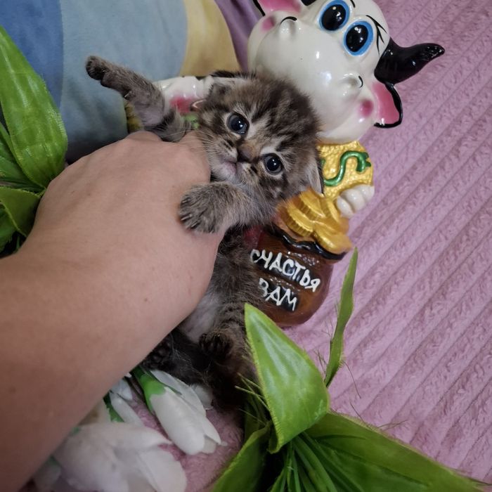 Вислоухие котята