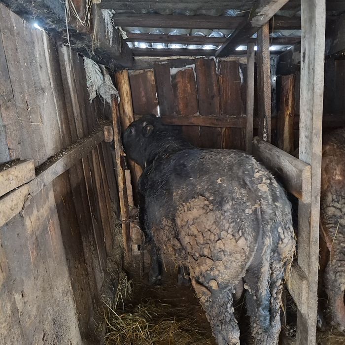 Продам  быка ангус