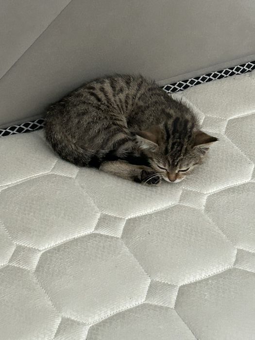 Отдам котенка девочка