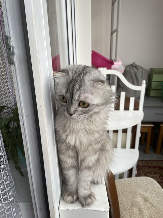 Отдам в хорошие руки