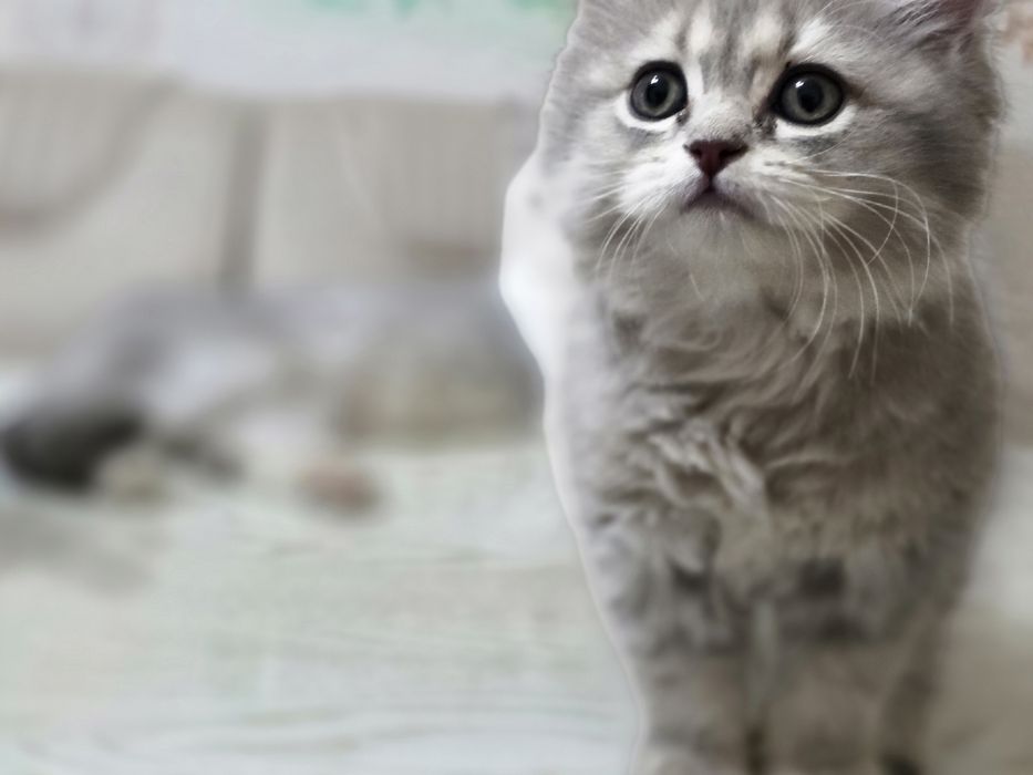 Frantsiya erotik porno