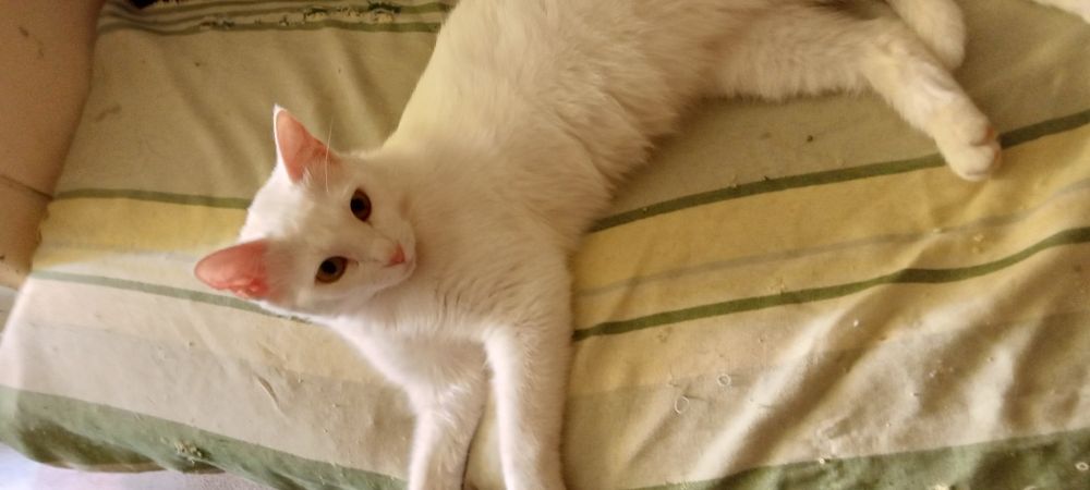 Продам взрослую красивую кошку. Смесь кхао-мани с британцом.