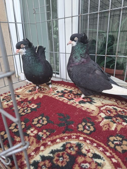 Голуби пара готовые Американцы