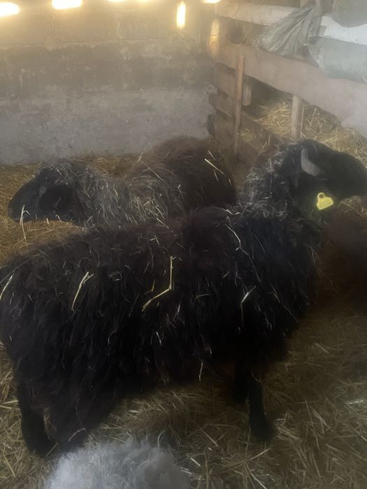 Продам баранов срочно