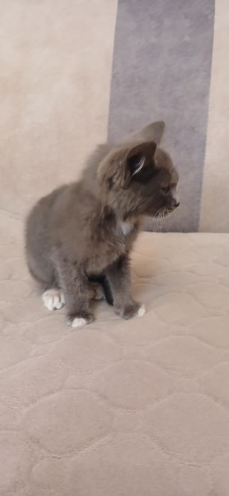 Отдам котёнка в добрые руки