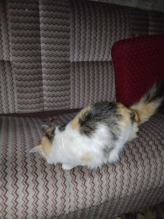 Одам в хорошие руки кошку