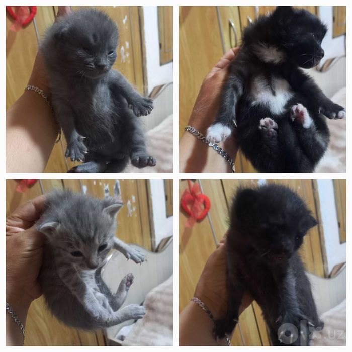 Отдам даром котят