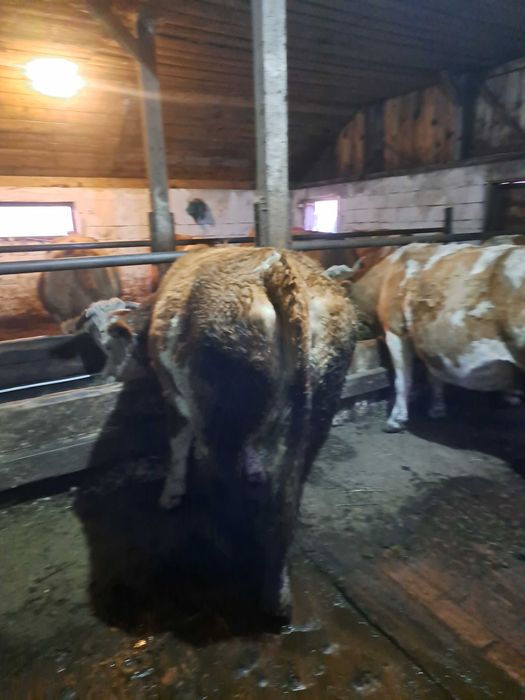 Vând  juninca  2 ani jumate