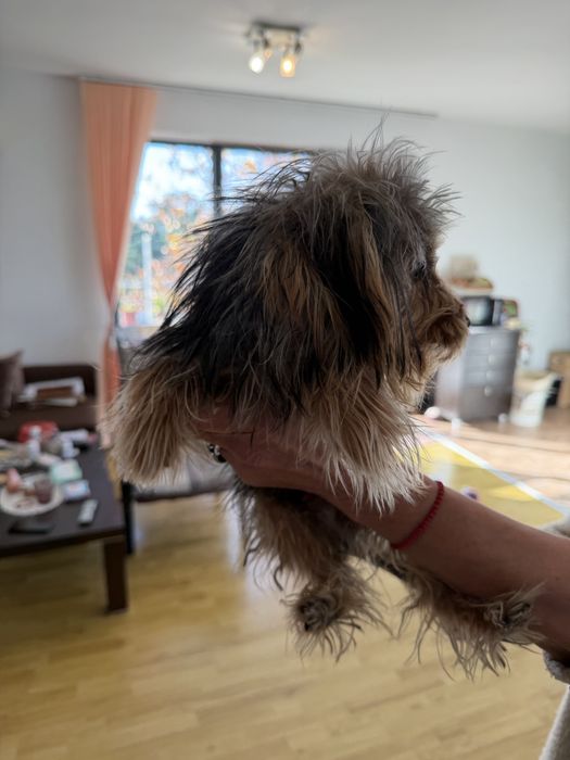 Продава се: Йоркшир Тоти на 7 месеца