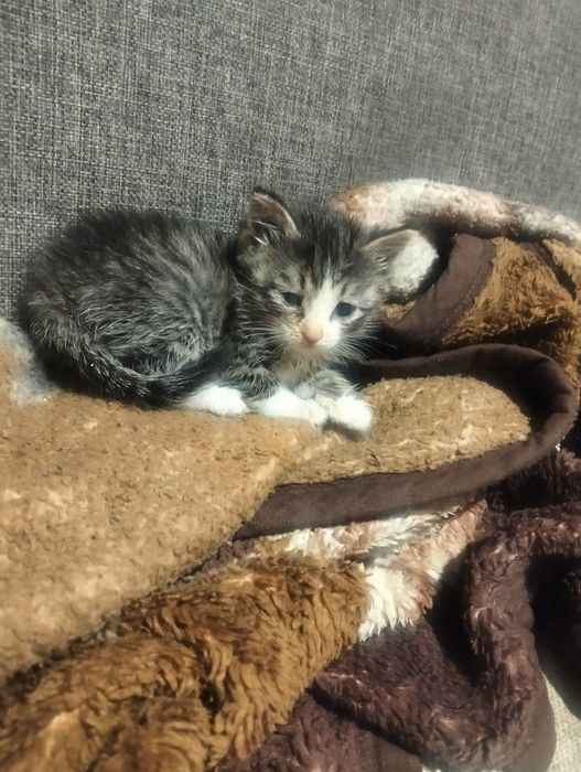 Милых котят отдам