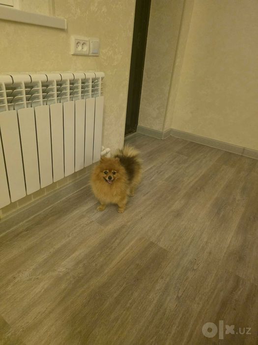 Померанский шпиц