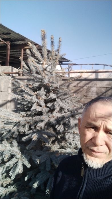 Голубой ель и туи продается