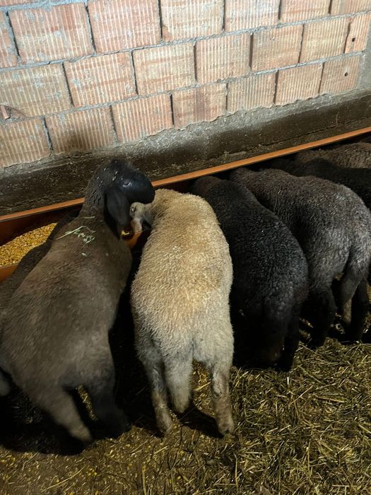 Miei birci de vanzare