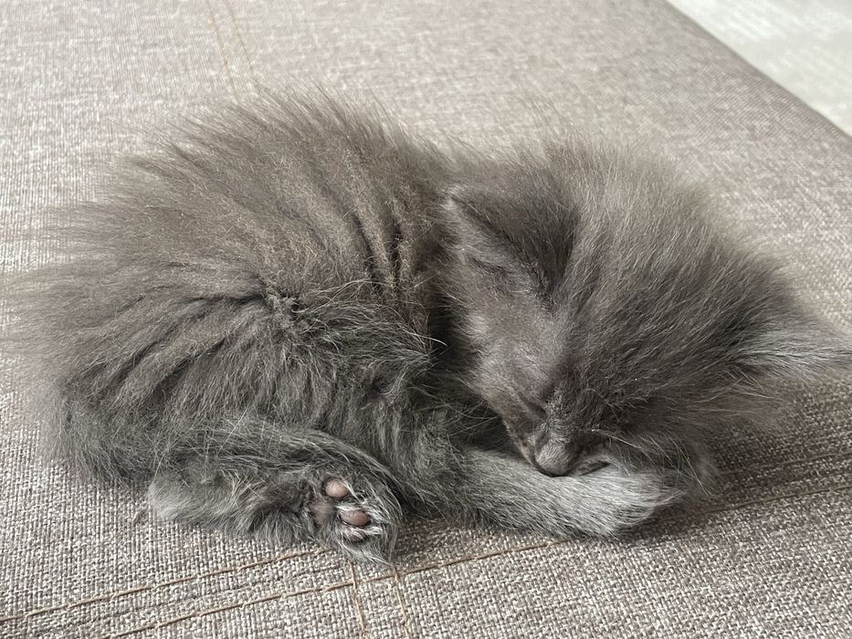 Отдаётся котёнок