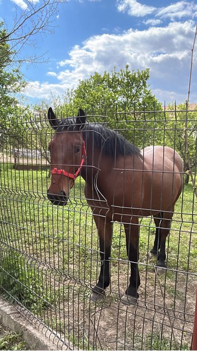 De vanzare doua iepe si un manz