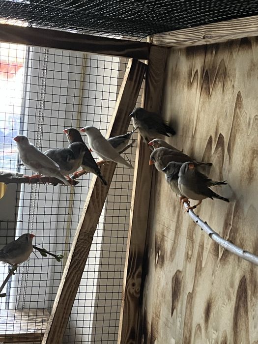 Vand zebre australiene