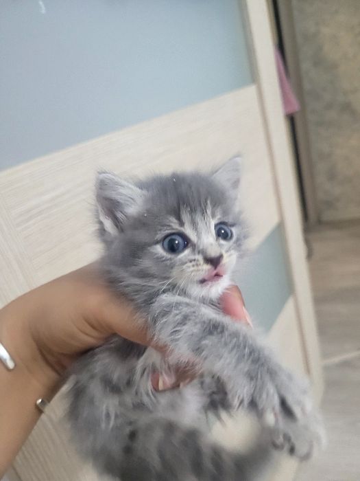 Отдаём котят в добрые руки
