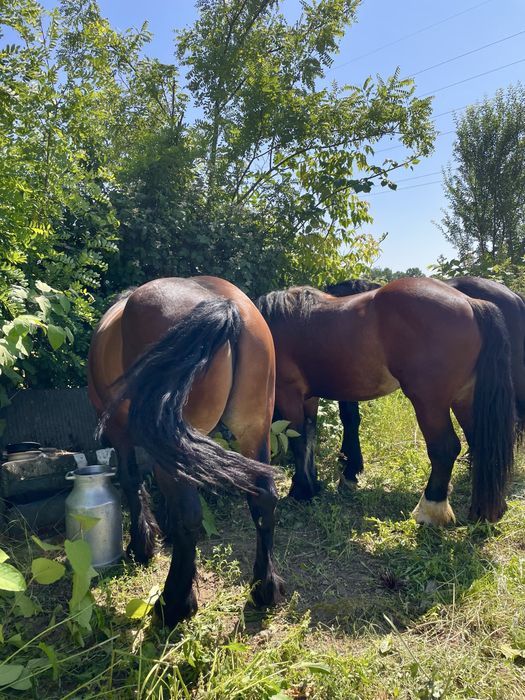 Vând mânzi de 2 ani sau schimb pe vaci sau oi