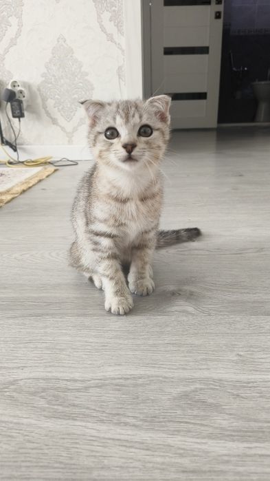 Вислоухий шотландец