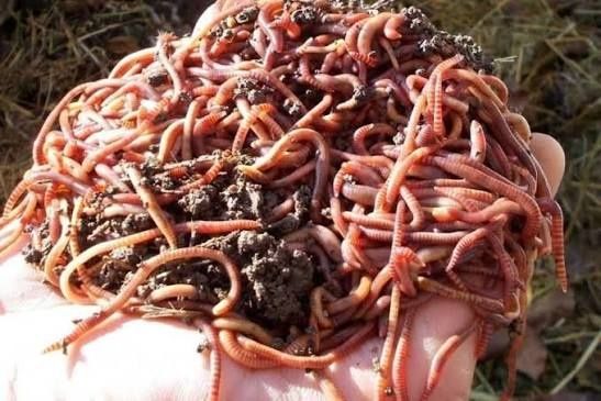 Biogumus chuvalchangi