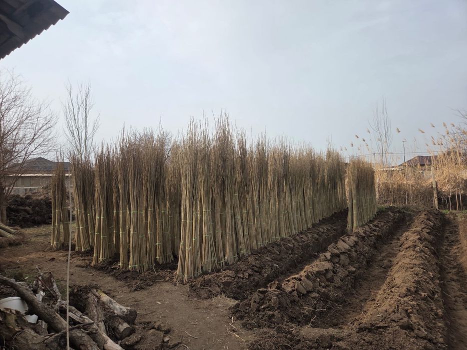 Саженцы плодовых деревьев