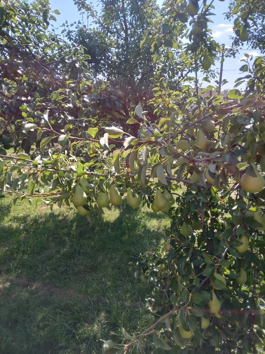 Pere 100% bio, romanesti, de vara, soi Duset alb, nestropite