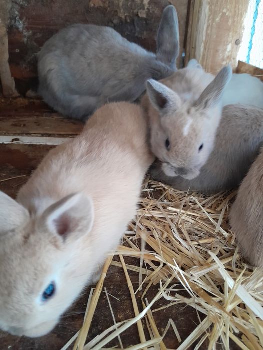 Кролики  крольчата