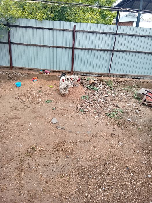 Адилер тауықтары