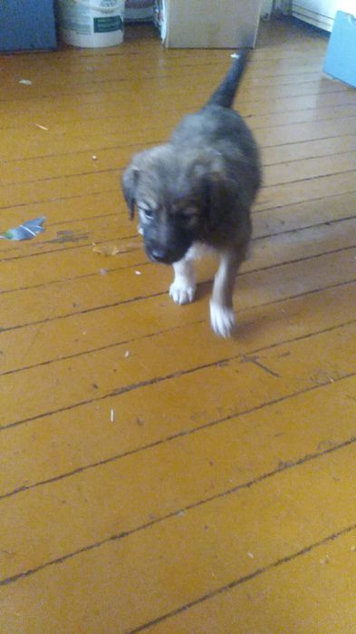 Щенки ищут новый дом