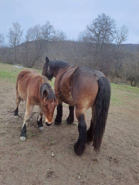 Manza ardeneza 6 luni