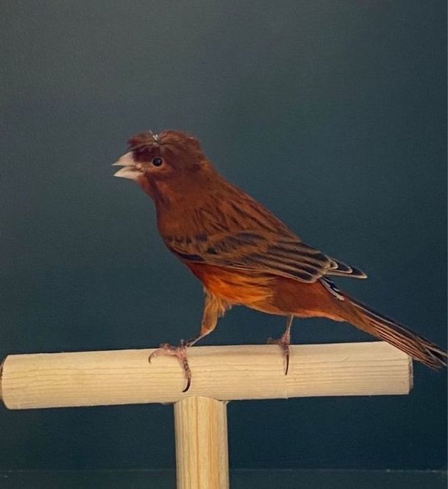 Канарейка (самец)