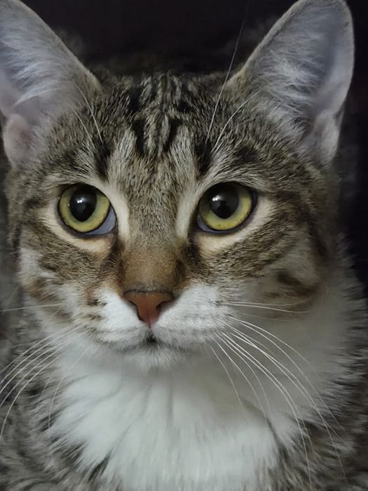 Котята-подростки в добрые руки