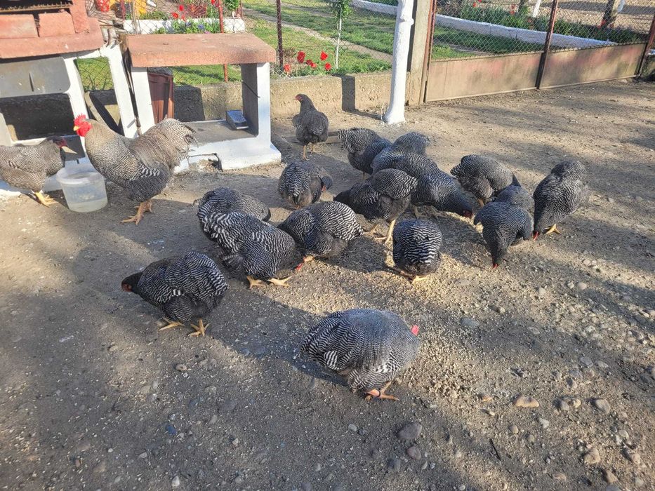 Vand oua  plymouth rock barat!