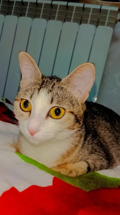 Красивые котята ищут дом